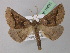  (Crocallis auberti - BC ZSM Lep 19561)  @15 [ ] CreativeCommons - Attribution Non-Commercial Share-Alike (2010) Unspecified SNSB, Zoologische Staatssammlung Muenchen