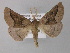  ( - BC ZSM Lep 19562)  @14 [ ] CreativeCommons - Attribution Non-Commercial Share-Alike (2010) Unspecified SNSB, Zoologische Staatssammlung Muenchen