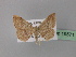  ( - BC ZSM Lep 19571)  @13 [ ] CreativeCommons - Attribution Non-Commercial Share-Alike (2010) Unspecified SNSB, Zoologische Staatssammlung Muenchen