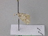  ( - BC ZSM Lep 19588)  @12 [ ] CreativeCommons - Attribution Non-Commercial Share-Alike (2010) Unspecified SNSB, Zoologische Staatssammlung Muenchen