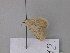  ( - BC ZSM Lep 19589)  @12 [ ] CreativeCommons - Attribution Non-Commercial Share-Alike (2010) Unspecified SNSB, Zoologische Staatssammlung Muenchen