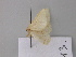  ( - BC ZSM Lep 19590)  @13 [ ] CreativeCommons - Attribution Non-Commercial Share-Alike (2010) Unspecified SNSB, Zoologische Staatssammlung Muenchen
