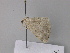  ( - BC ZSM Lep 19591)  @12 [ ] CreativeCommons - Attribution Non-Commercial Share-Alike (2010) Unspecified SNSB, Zoologische Staatssammlung Muenchen