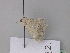  ( - BC ZSM Lep 19599)  @12 [ ] CreativeCommons - Attribution Non-Commercial Share-Alike (2010) Unspecified SNSB, Zoologische Staatssammlung Muenchen