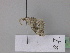  ( - BC ZSM Lep 19604)  @12 [ ] CreativeCommons - Attribution Non-Commercial Share-Alike (2010) Unspecified SNSB, Zoologische Staatssammlung Muenchen