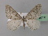  ( - BC ZSM Lep 19614)  @13 [ ] CreativeCommons - Attribution Non-Commercial Share-Alike (2010) Unspecified SNSB, Zoologische Staatssammlung Muenchen