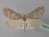  ( - BC ZSM Lep 19631)  @13 [ ] CreativeCommons - Attribution Non-Commercial Share-Alike (2010) Unspecified SNSB, Zoologische Staatssammlung Muenchen