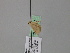  ( - BC ZSM Lep 24662)  @13 [ ] CreativeCommons - Attribution Non-Commercial Share-Alike (2010) Unspecified SNSB, Zoologische Staatssammlung Muenchen