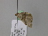  (Scotopteryx AH01Ir - BC ZSM Lep 24676)  @13 [ ] CreativeCommons - Attribution Non-Commercial Share-Alike (2010) Unspecified SNSB, Zoologische Staatssammlung Muenchen
