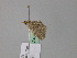  (Cataclysme riguata elbursica - BC ZSM Lep 24679)  @11 [ ] CreativeCommons - Attribution Non-Commercial Share-Alike (2010) Unspecified SNSB, Zoologische Staatssammlung Muenchen