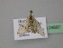  (Eupithecia AH01Ir - BC ZSM Lep 24687)  @12 [ ] CreativeCommons - Attribution Non-Commercial Share-Alike (2010) Unspecified SNSB, Zoologische Staatssammlung Muenchen