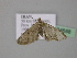  (Eupithecia AH02Ir - BC ZSM Lep 24688)  @13 [ ] CreativeCommons - Attribution Non-Commercial Share-Alike (2010) Unspecified SNSB, Zoologische Staatssammlung Muenchen