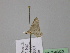  (Eupithecia AH04Ir - BC ZSM Lep 24692)  @12 [ ] CreativeCommons - Attribution Non-Commercial Share-Alike (2010) Unspecified SNSB, Zoologische Staatssammlung Muenchen