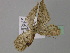  ( - BC ZSM Lep 24722)  @12 [ ] CreativeCommons - Attribution Non-Commercial Share-Alike (2010) Unspecified SNSB, Zoologische Staatssammlung Muenchen