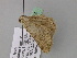  ( - BC ZSM Lep 24723)  @13 [ ] CreativeCommons - Attribution Non-Commercial Share-Alike (2010) Unspecified SNSB, Zoologische Staatssammlung Muenchen