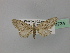  ( - BC ZSM Lep 24734)  @12 [ ] CreativeCommons - Attribution Non-Commercial Share-Alike (2010) Unspecified SNSB, Zoologische Staatssammlung Muenchen