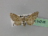  ( - BC ZSM Lep 24735)  @12 [ ] CreativeCommons - Attribution Non-Commercial Share-Alike (2010) Unspecified SNSB, Zoologische Staatssammlung Muenchen