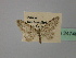  (Eupithecia AH11Tr - BC ZSM Lep 24746)  @11 [ ] CreativeCommons - Attribution Non-Commercial Share-Alike (2010) Unspecified SNSB, Zoologische Staatssammlung Muenchen
