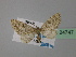  (Eupithecia AH12Tr - BC ZSM Lep 24747)  @13 [ ] CreativeCommons - Attribution Non-Commercial Share-Alike (2010) Unspecified SNSB, Zoologische Staatssammlung Muenchen