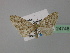  (Eupithecia AH13Tr - BC ZSM Lep 24748)  @13 [ ] CreativeCommons - Attribution Non-Commercial Share-Alike (2010) Unspecified SNSB, Zoologische Staatssammlung Muenchen