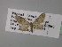  (Eupithecia AH14Tr - BC ZSM Lep 24749)  @11 [ ] CreativeCommons - Attribution Non-Commercial Share-Alike (2010) Unspecified SNSB, Zoologische Staatssammlung Muenchen