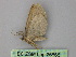  ( - BC ZSM Lep 26565)  @12 [ ] CreativeCommons - Attribution Non-Commercial Share-Alike (2010) Unspecified SNSB, Zoologische Staatssammlung Muenchen