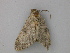  (Cleora AH01In - BC ZSM Lep 26571)  @12 [ ] CreativeCommons - Attribution Non-Commercial Share-Alike (2010) Unspecified SNSB, Zoologische Staatssammlung Muenchen