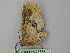  ( - BC ZSM Lep 26578)  @12 [ ] CreativeCommons - Attribution Non-Commercial Share-Alike (2010) Unspecified SNSB, Zoologische Staatssammlung Muenchen