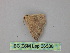  ( - BC ZSM Lep 26580)  @13 [ ] CreativeCommons - Attribution Non-Commercial Share-Alike (2010) Unspecified SNSB, Zoologische Staatssammlung Muenchen