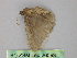  ( - BC ZSM Lep 26593)  @12 [ ] CreativeCommons - Attribution Non-Commercial Share-Alike (2010) Unspecified SNSB, Zoologische Staatssammlung Muenchen