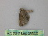  ( - BC ZSM Lep 26598)  @12 [ ] CreativeCommons - Attribution Non-Commercial Share-Alike (2010) Unspecified SNSB, Zoologische Staatssammlung Muenchen