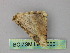  ( - BC ZSM Lep 26601)  @12 [ ] CreativeCommons - Attribution Non-Commercial Share-Alike (2010) Unspecified SNSB, Zoologische Staatssammlung Muenchen