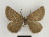  ( - SE MNC Lep 00477)  @13 [ ] Copyright (2010) Unspecified Museum fuer Naturkunde, Chemnitz