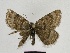  ( - SE MNC Lep 00485)  @13 [ ] Copyright (2010) Unspecified Museum fuer Naturkunde, Chemnitz