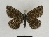  ( - SE MNC Lep 00486)  @14 [ ] Copyright (2010) Unspecified Museum fuer Naturkunde, Chemnitz