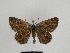  ( - SE MNC Lep 00488)  @14 [ ] Copyright (2010) Unspecified Museum fuer Naturkunde, Chemnitz