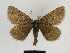  ( - SE MNC Lep 00492)  @14 [ ] Copyright (2010) Unspecified Museum fuer Naturkunde, Chemnitz