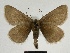  ( - SE MNC Lep 00492)  @14 [ ] Copyright (2010) Unspecified Museum fuer Naturkunde, Chemnitz