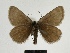  ( - SE MNC Lep 00496)  @14 [ ] Copyright (2010) Unspecified Museum fuer Naturkunde, Chemnitz