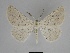  ( - SE MNC Lep 00503)  @14 [ ] Copyright (2010) Unspecified Museum fuer Naturkunde, Chemnitz