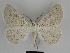  ( - SE MNC Lep 00504)  @14 [ ] Copyright (2010) Unspecified Museum fuer Naturkunde, Chemnitz