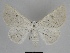  ( - SE MNC Lep 00505)  @14 [ ] Copyright (2010) Unspecified Museum fuer Naturkunde, Chemnitz