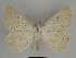  ( - SE MNC Lep 00511)  @11 [ ] Copyright (2010) Unspecified Museum fuer Naturkunde, Chemnitz