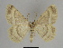  ( - SE MNC Lep 00522)  @14 [ ] Copyright (2010) Unspecified Museum fuer Naturkunde, Chemnitz