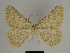  ( - SE MNC Lep 00524)  @14 [ ] Copyright (2010) Unspecified Museum fuer Naturkunde, Chemnitz