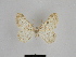  (Charissa peloponnesiaria - SE MNC Lep 00627)  @13 [ ] Copyright (2010) Unspecified Museum fuer Naturkunde, Chemnitz