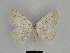  ( - SE MNC Lep 00636)  @14 [ ] Copyright (2010) Unspecified Museum fuer Naturkunde, Chemnitz