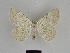  ( - SE MNC Lep 00637)  @13 [ ] Copyright (2010) Unspecified Museum fuer Naturkunde, Chemnitz