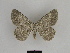  ( - SE MNC Lep 00638)  @14 [ ] Copyright (2010) Unspecified Museum fuer Naturkunde, Chemnitz