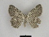  ( - SE MNC Lep 00639)  @14 [ ] Copyright (2010) Unspecified Museum fuer Naturkunde, Chemnitz